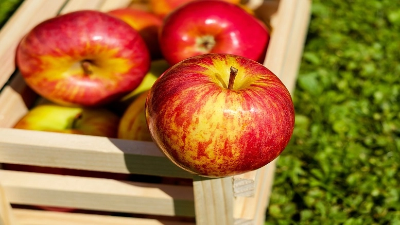 Enjoying apple season in the US