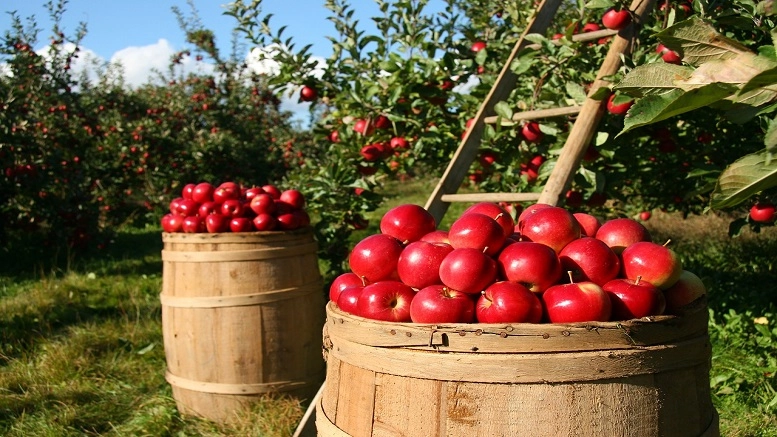 Celebrating apple season in the US
